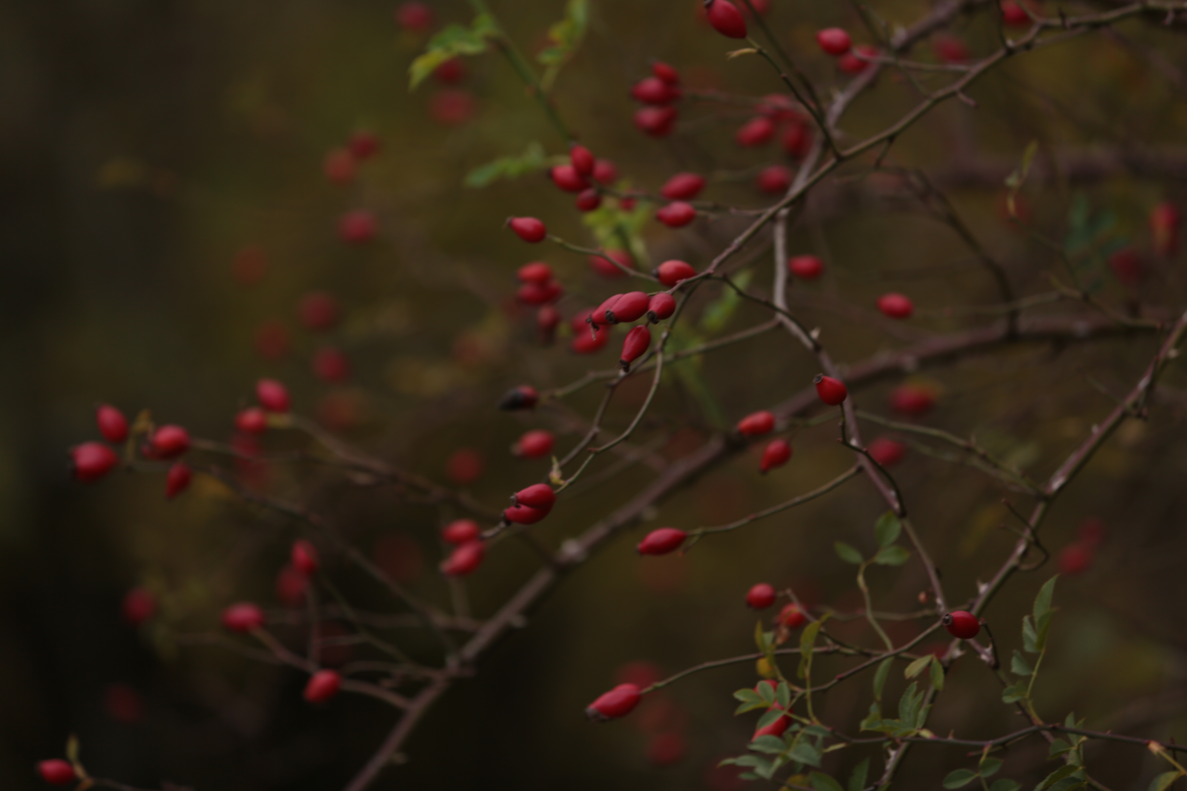 Strauchrose im Herbst